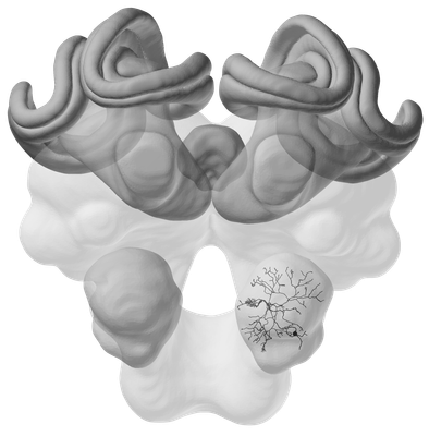 Insect Brain Database