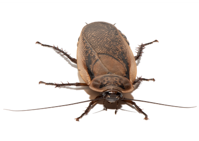 Insect Brain Database insect-brain-database