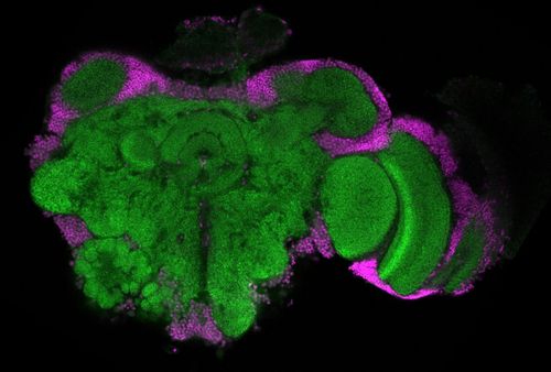 Insect Brain Database
