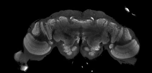 Insect Brain Database